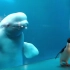 企鹅：妈妈，白鲸他学我