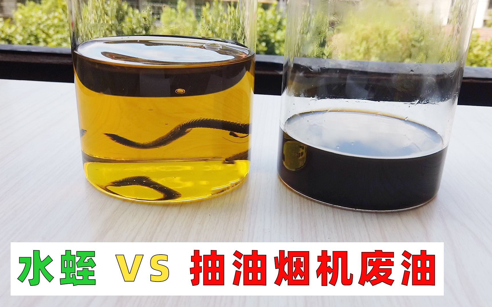 “水蛭”VS“抽油烟机废油”,蚂蟥能坚持10分钟吗?哔哩哔哩bilibili