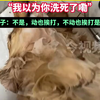 我以为你洗死了嘞！洗个澡给“铲屎官”搞得心惊肉跳，狗：动也挨打 不动也挨打