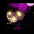 荧光显微镜下的细胞程序性坏死