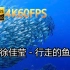 徐佳莹-行走的鱼(无损音质自制混剪4K60MV)[中文字幕]SQ(FLAC16/44)