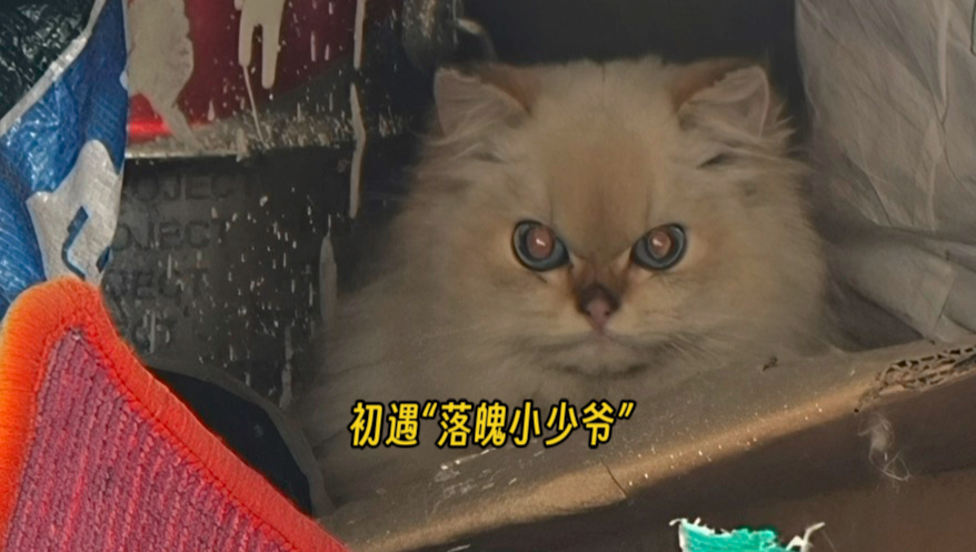 偶遇落魄小少爷