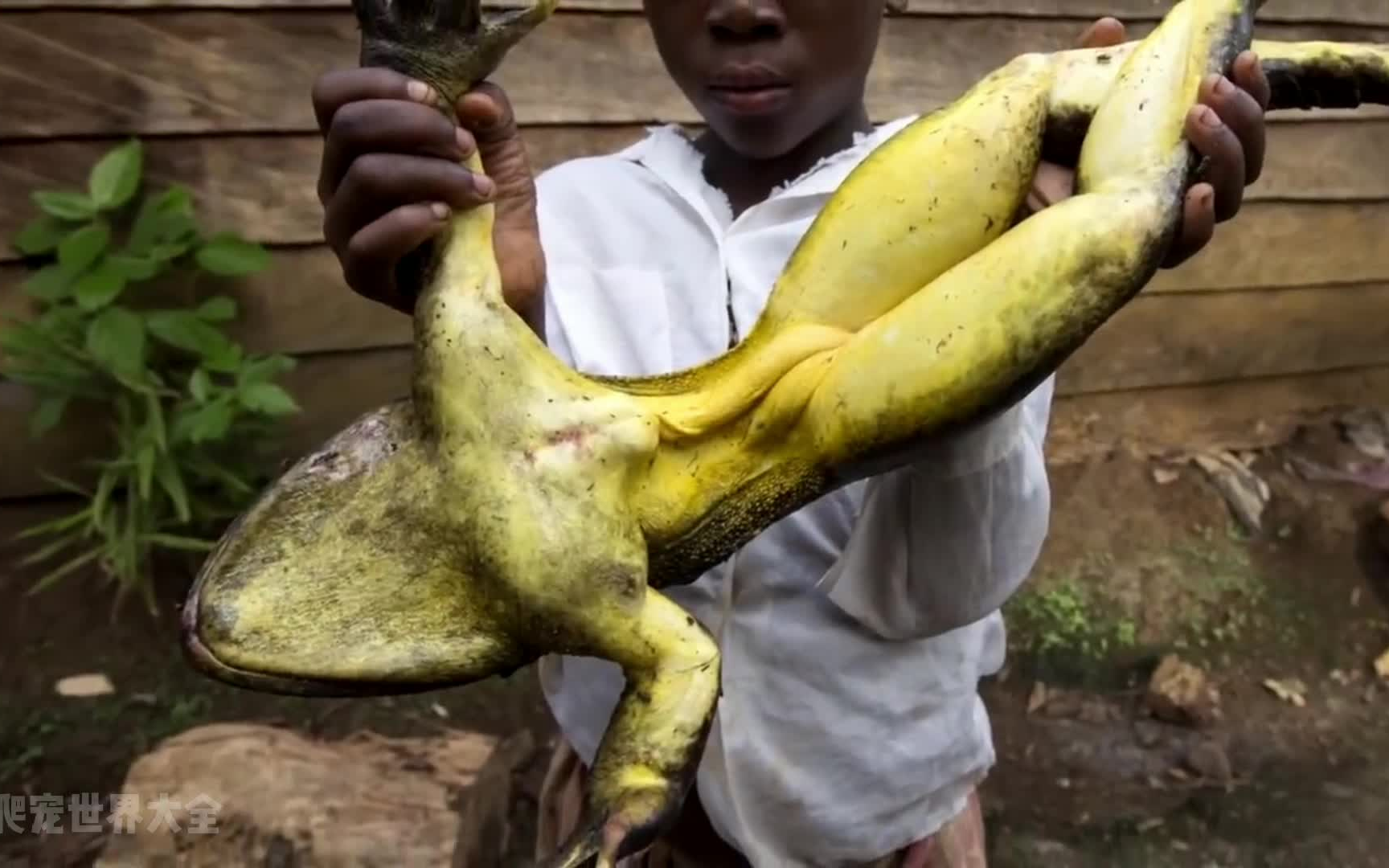 牛蛙 Rana catesbeiana - 物种库 - 国家动物标本资源库