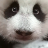 旅俄熊猫宝宝小乌拉长出两颗小奶牙！一脸严肃但乖乖让检查