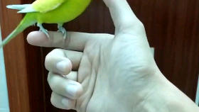 84da33f494343db887a08b45a01d333ff12d0800.png@280w_158h_1c_100q.jpg