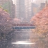 4K版 | 超美！东京目黑川樱花雨