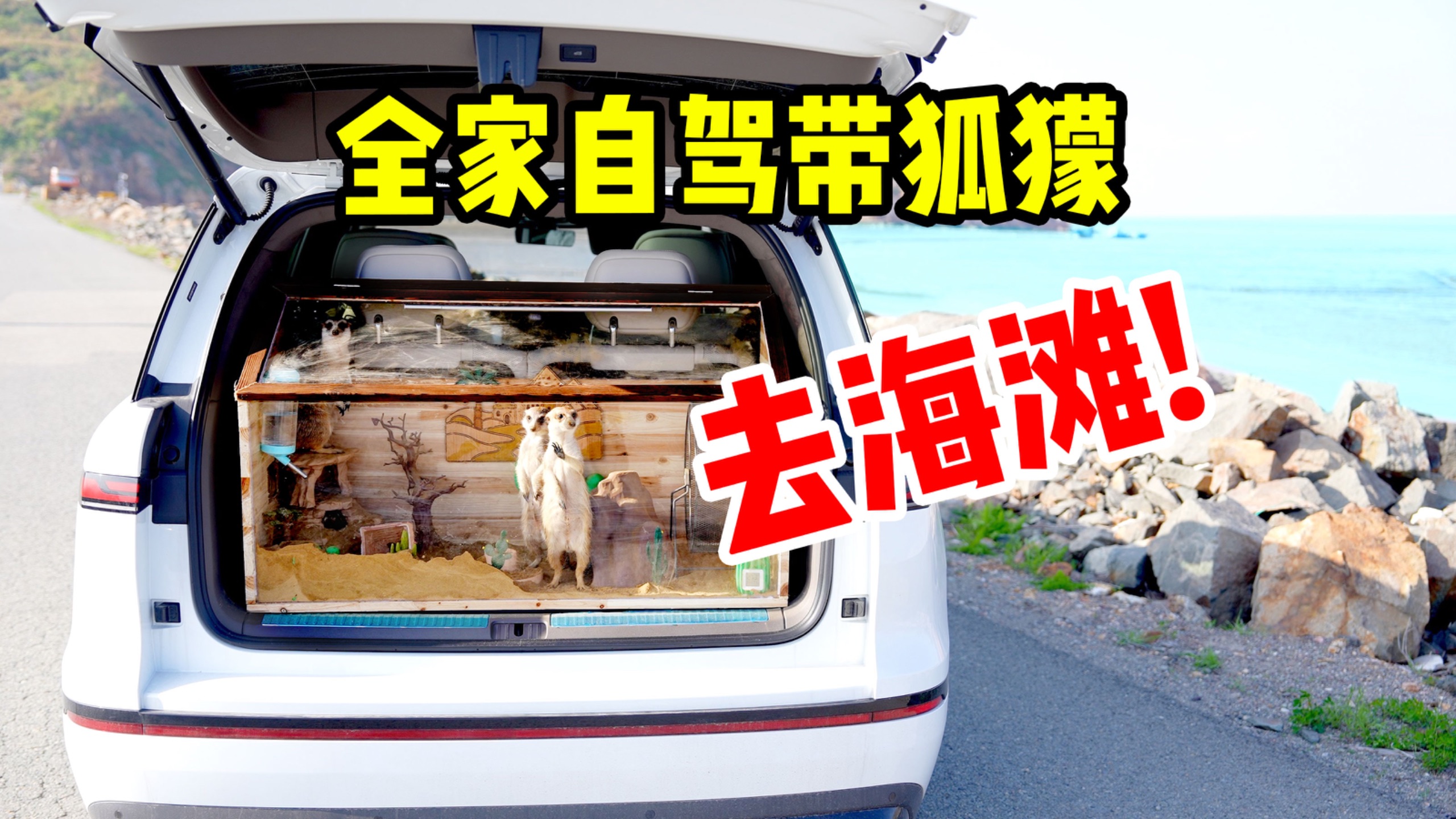 我把后备箱改成狐獴房车，带它们去赶海，居然真抓到了螃蟹！