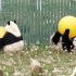 大熊猫有多宠粉？绝对让粉丝值回票价！