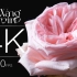 「4K120fps鲜花玫瑰延时摄影」再次遇见玫瑰的花香 - 粉荔枝 | 侧视角