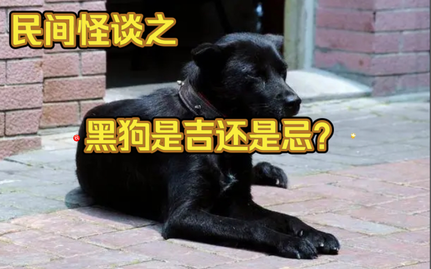 【民间怪谈】黑狗是吉还是忌？你喜欢这样的狗吗？