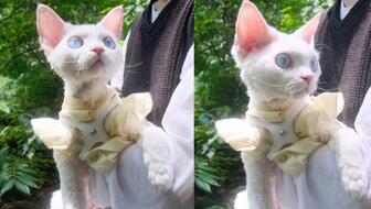 怎么定义三花猫 8520ef054ecf3c4d7a6dd5a7a6aa3e93e83991d2.jpg@336w_190h_1c.jpg