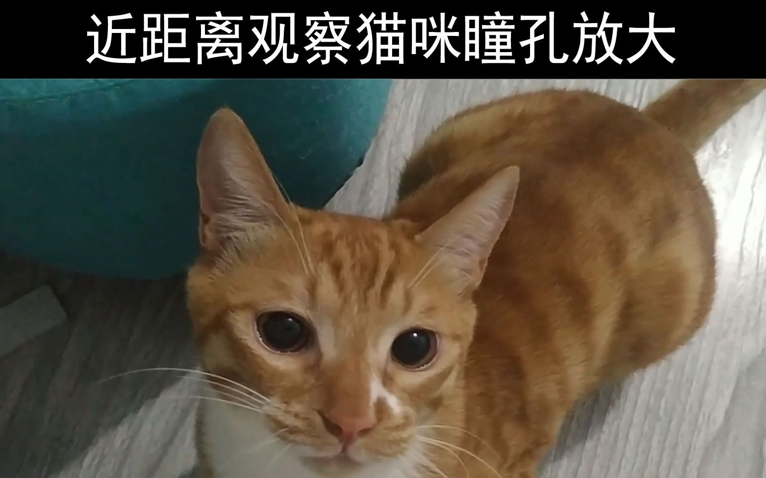 橘猫 和艾力玩游戏时 突然发现他的瞳孔可以自由缩放 哔哩哔哩 つロ干杯 Bilibili