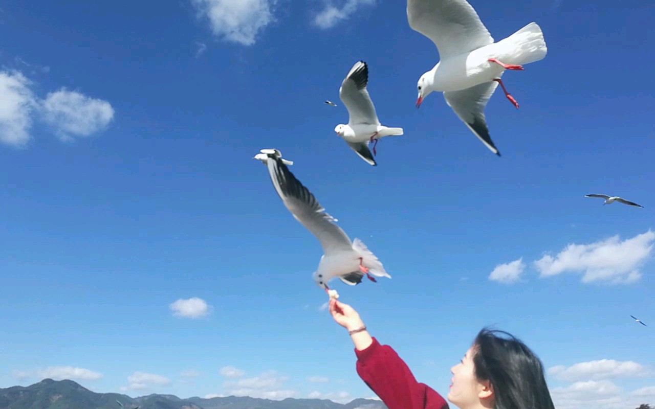 喂海鸥的小小心愿完成