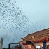 国庆天安门广场来看和平鸽呀！