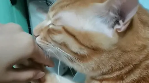 手要被舔掉一层