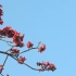 【专题片】《春候木棉志》央视于17年4月10日引用该片部分画面