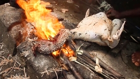 蜗牛吃什么蔬菜好 8552a6c806ba2a0f00f1c248516bf51bed78dfab.jpg@280w_158h_1c_100q.jpg