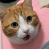 咪猫爱妈妈ヾ(≧∇≦*)ヾ