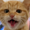小奶猫叫声合集