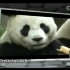 央视新闻CCTV13《熊猫纪事》