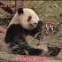 韩综《新西游记》 开心参观大熊猫园区，熊猫实在是太可爱了，妖怪们乐开了花！最后喂食也太搞笑了吧
