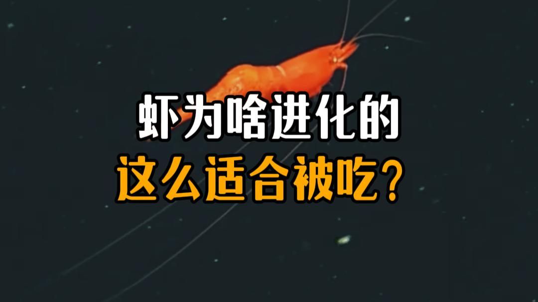 虾为啥进化的这么适合被吃？