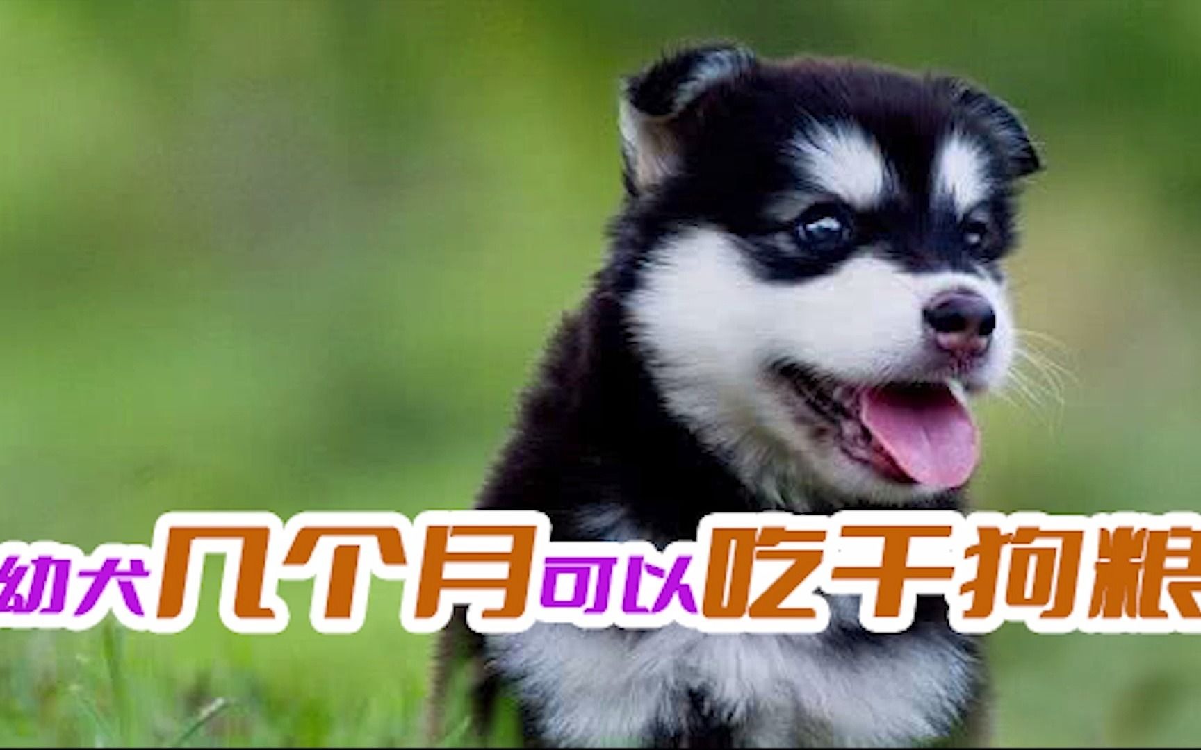 幼犬几个月可以吃干狗粮