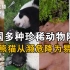 我国多种珍稀动物成功降级，大熊猫已从“濒危”降为“易危”