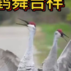 鹤舞吉祥，仙鹤的美妙生活