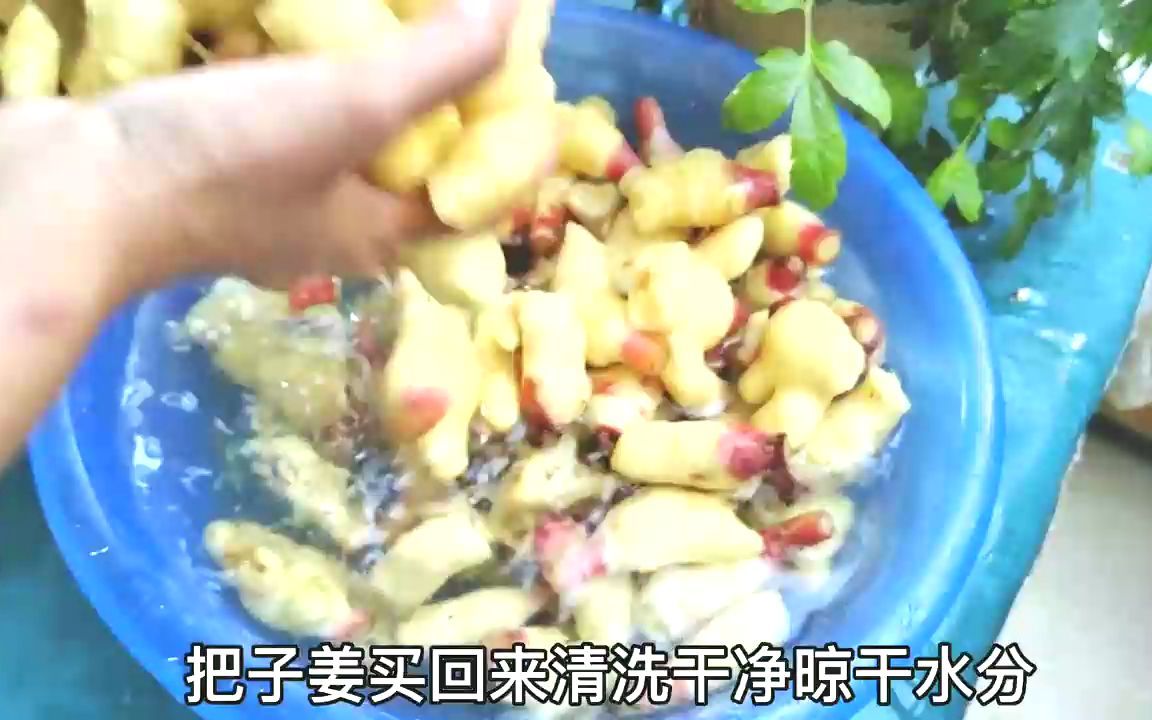 酱油泡子姜的做法，泡姜里面加生菜籽油味道独特口感爽脆下饭巴适