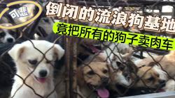 流浪狗收养基地倒闭，数百条狗子全部卖肉车，网友：说好的爱心呢