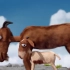 【德国治愈动画短片】两只跳跳羊