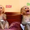 膏药猴：缠无可缠，唯有吱吱乱叫，床角打坐