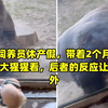 动物饲养员休产假，带着2个月女儿去给大猩猩看，后者的反应让人意外