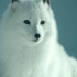 北极狐：来场雪地芭蕾吧！ | 零下50度过冬秘籍