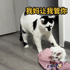 你随口交代的一句话，猫可以记好久