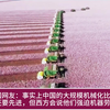 新疆全自动化摘棉花，让老外目瞪口呆