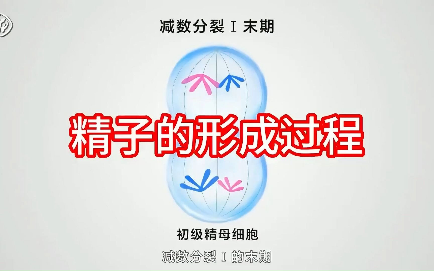 精子的形成过程