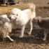 狗子阻止两只羊打架……牧场上班的狗子真是操碎了心啊
