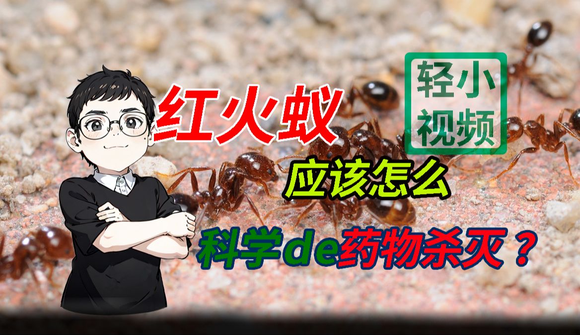 【虚拟实验】如何科学地药物控制红火蚁？