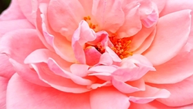 8681cd49342ee34cf15c87735deb646734d0aa58.jpg@280w_158h_1c_100q.jpg