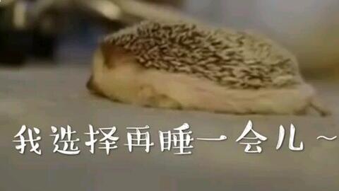 刺猬视频真正的刺猬 8681edd589016ffa90c424ff1b85e3af6c42640e.jpg@480w_270h_1c