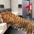 在洗手间里偶遇一只大老虎，该怎么办？