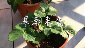 86b0469a50e6c51dda6b40a9cefa57f0e8070bd2.jpg@280w_158h_1c_100q.jpg