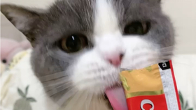 猫爱吃什么猫条 86b0c1dd9d4b8df8e8a95e10cf4d7cc1bcbbcf42.jpg@280w_158h_1c_100q.jpg