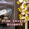 多变立金花：10月秋播，6球开了4球