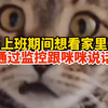 男子上班期间想看家里猫咪，通过监控跟咪咪说话，小猫被吓到：我太奶来了