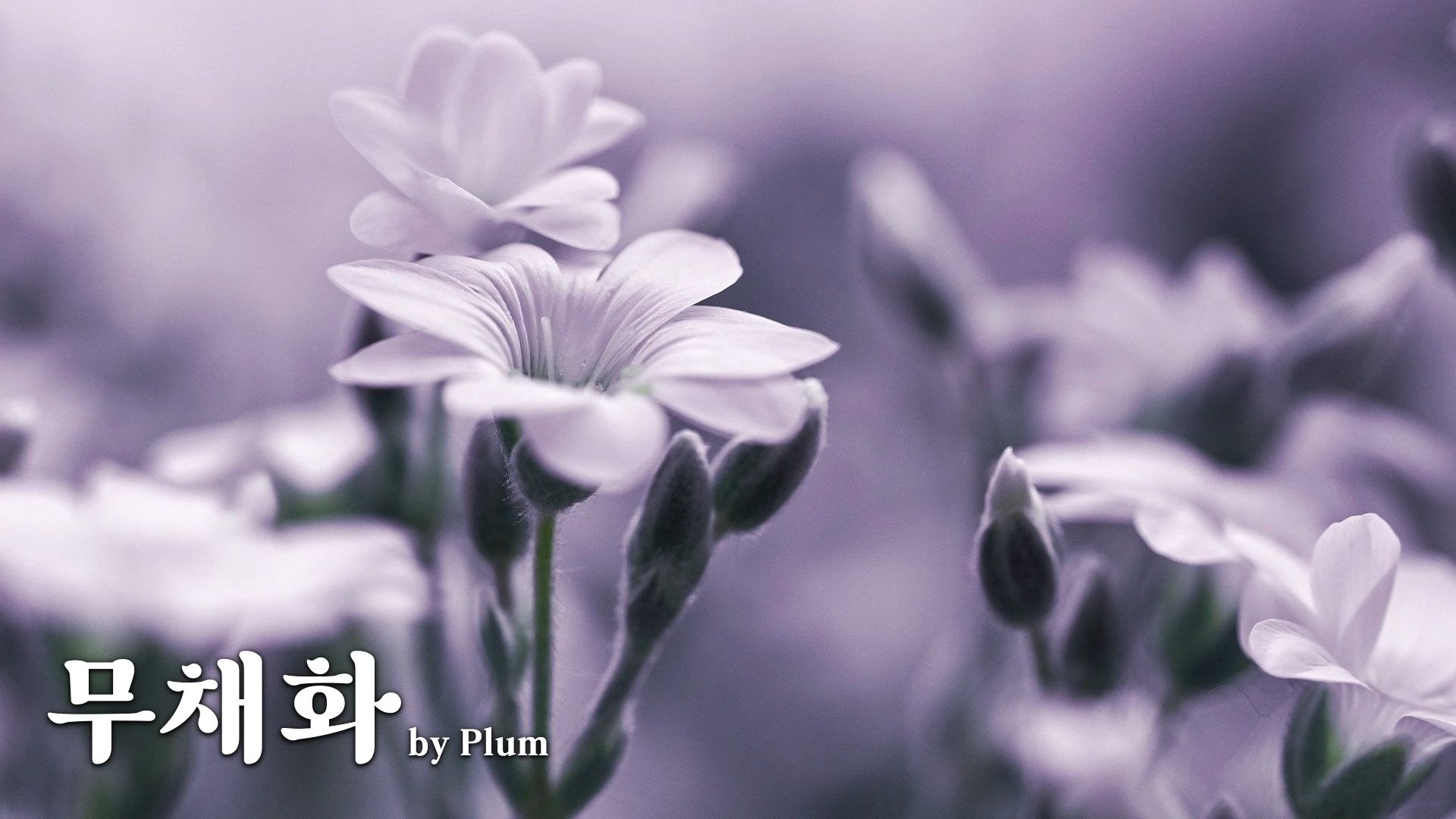 【Plum新曲】무채화 (无彩花) by Plum / 如同无色花一般散发出浓郁香气