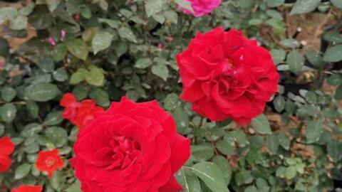 少刺或无刺的粉色月季 86ef2ab7d5b98c69901a7d5d19fbef8b1afffaae.jpg@480w_270h_1c