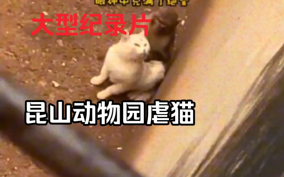 ［大型纪录片］昆明动物园虐猫事件